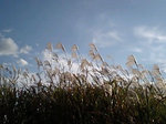 2010aki3.jpg