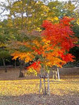 2010aki6.jpg