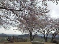 2012sakura4.jpg