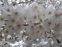 2012sakura5.jpg