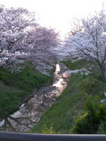 2012sakura6.jpg