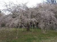 2012sakura9.jpg