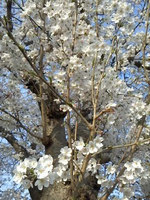 2013sakura1.jpg