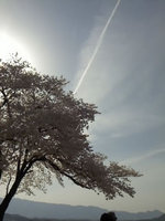 2013sakura10.jpg