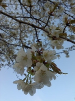 2013sakura13.jpg