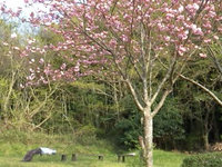 2013sakura14.jpg