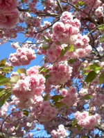 2013sakura15.jpg