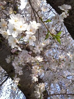 2013sakura2.jpg
