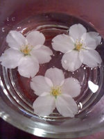 2013sakura33.jpg