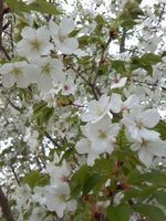 2013sakura4.jpg