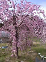2013sakura5.jpg