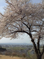 2013sakura6.jpg