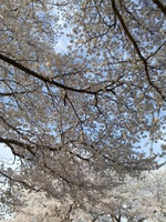 2013sakura7.jpg