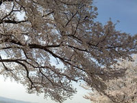 2013sakura8.jpg