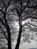 2013sakura9.jpg