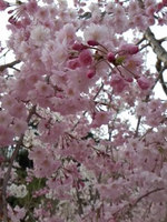 2014sakura3.jpg