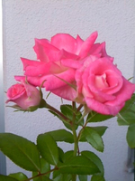 2017rose1.jpg