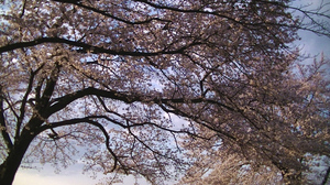 2019sakura2.jpg