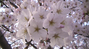 2019sakura3.jpg