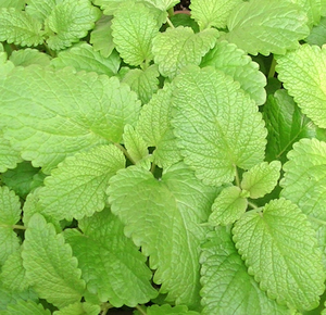 herb1.jpg