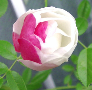 rose13.jpg