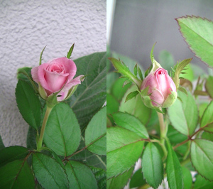 rose16.jpg