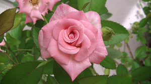 rose17.jpg