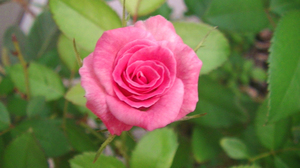 rose18.jpg
