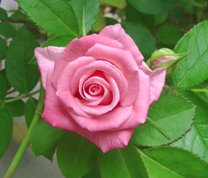 rose8.jpg