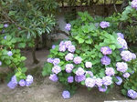 2011kouya16.jpg
